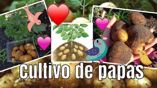 Como cultivar papa en casa - YouTube