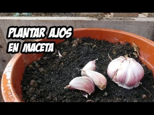 Cómo Plantar Ajos en Macetas | Huerto Urbano - YouTube