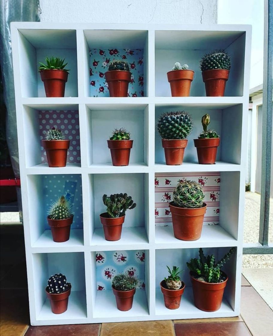 Fashion Decoración 🌵