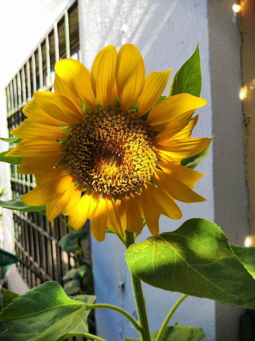 Moda Girasol gigante