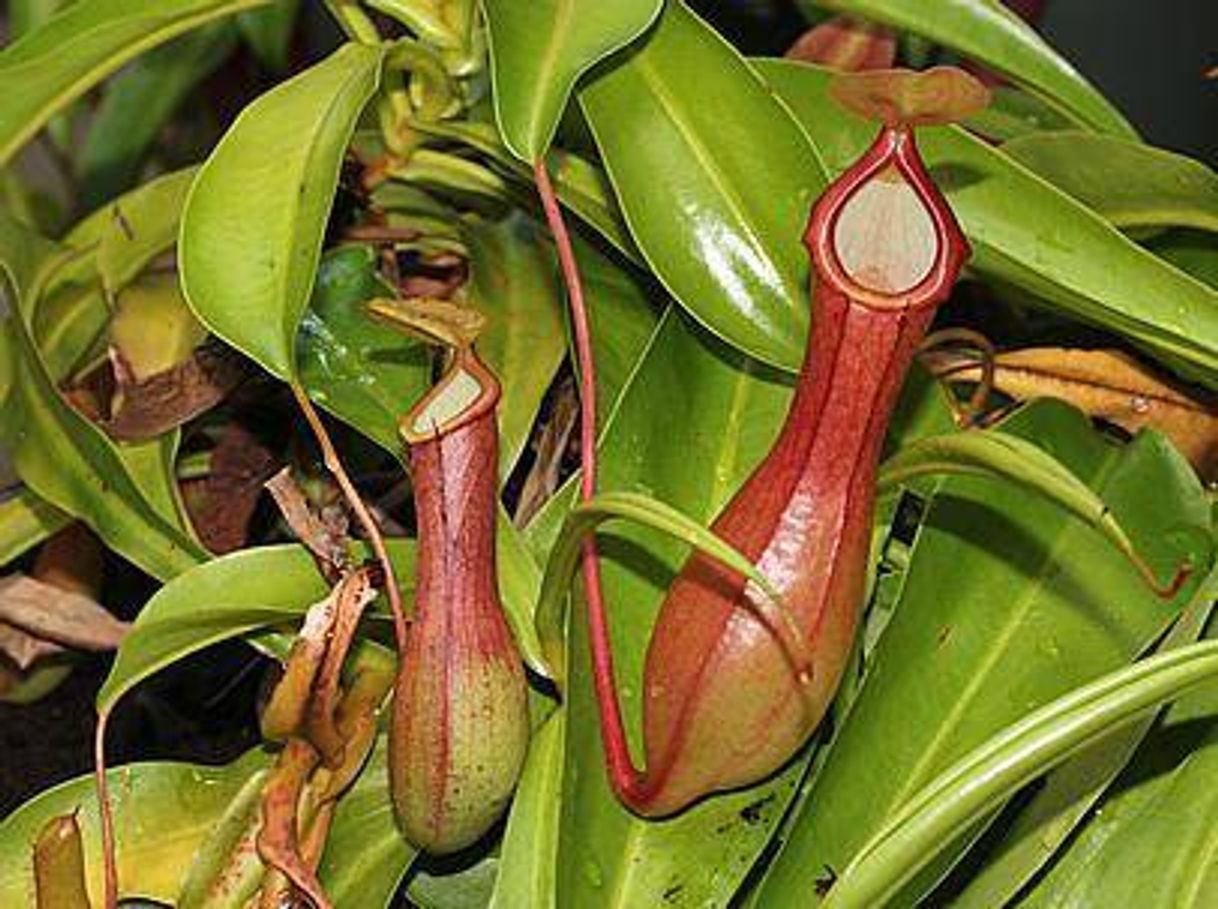 Fashion Nepenthes spp