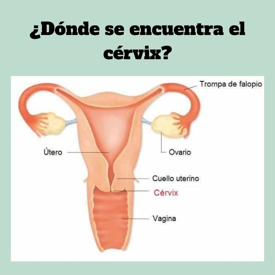 Fashion Donde se ubica el cervix? 