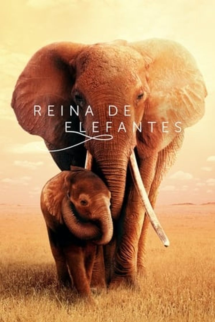 Película Reina de elefantes