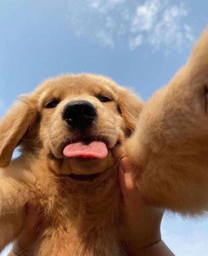 Doggo Selfie