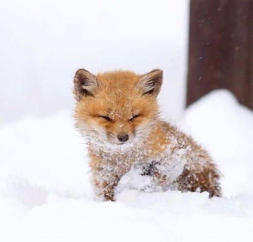 Baby Foxy