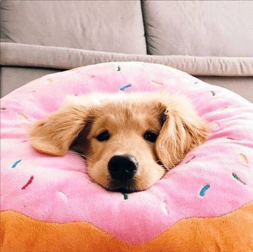 Cute Donut