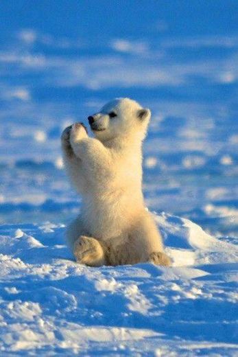 Polar Beary
