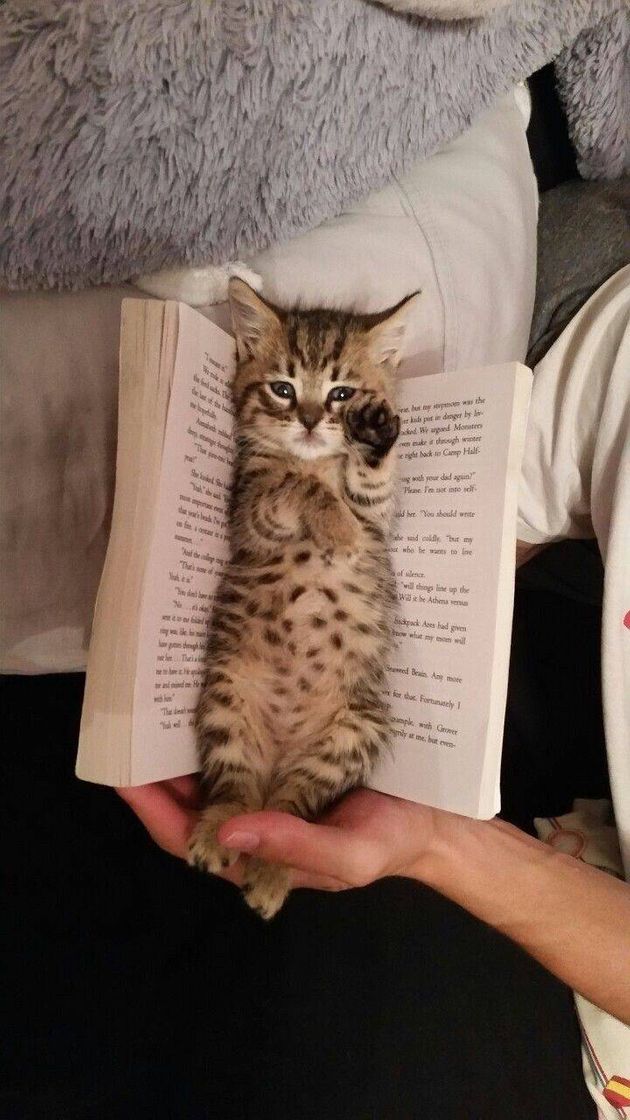 Fashion Kitten Reading