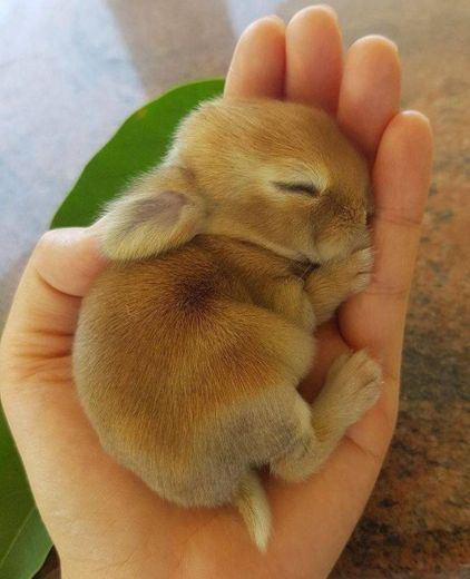 Little Rabbit 