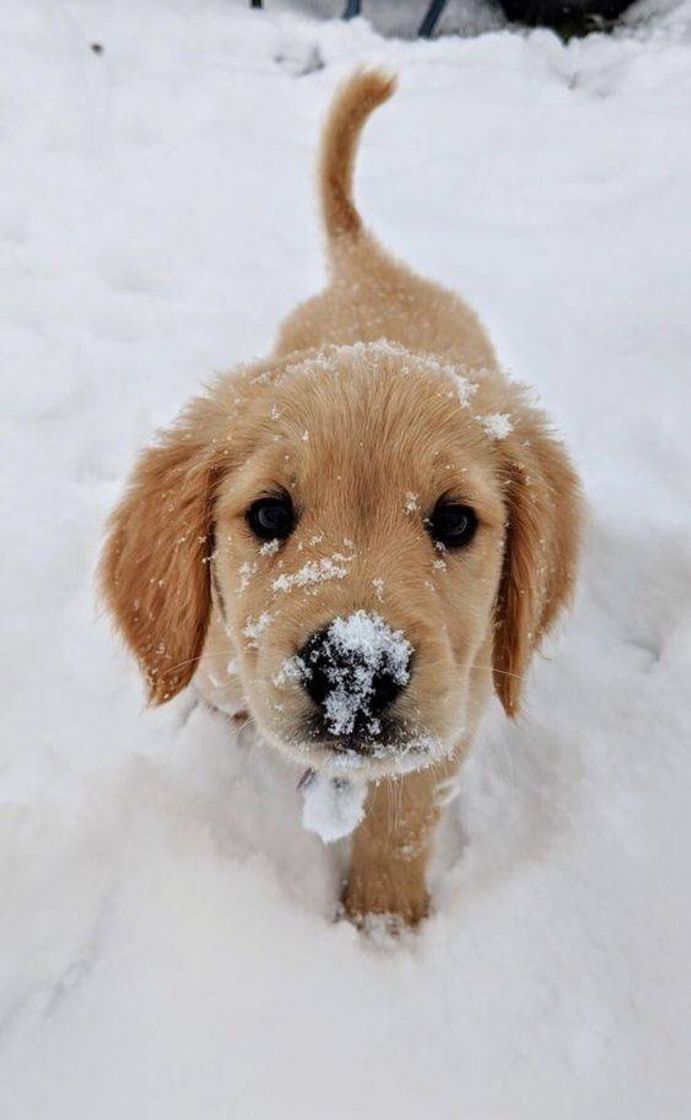 Moda Snowy Cute