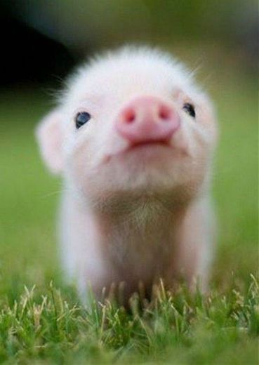 Piggy Pig