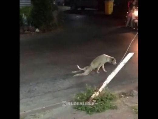 PERRO TROLEA A CONDUCTOR 