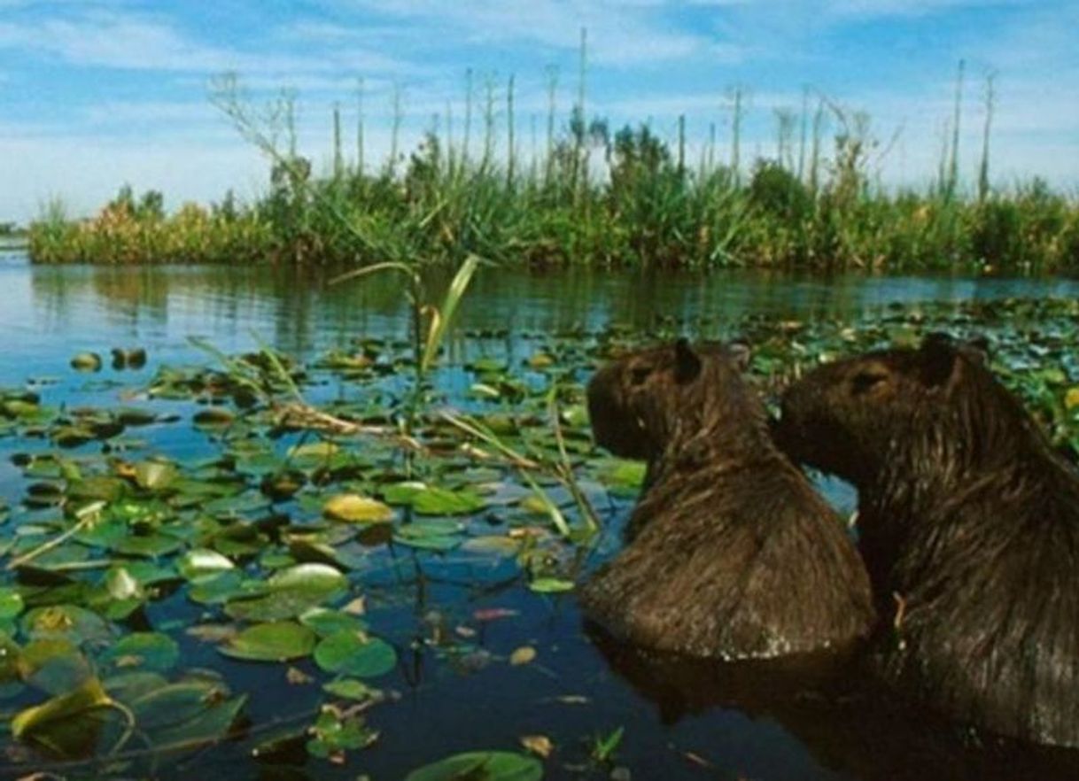 Place Parque Nacional Iberá