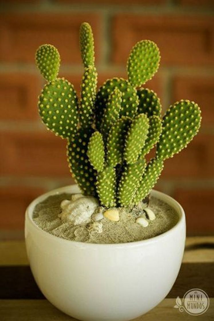Social Cacto 🌵❤️