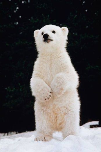 Urso polar 