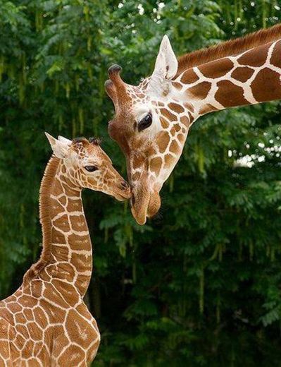 Girafas 