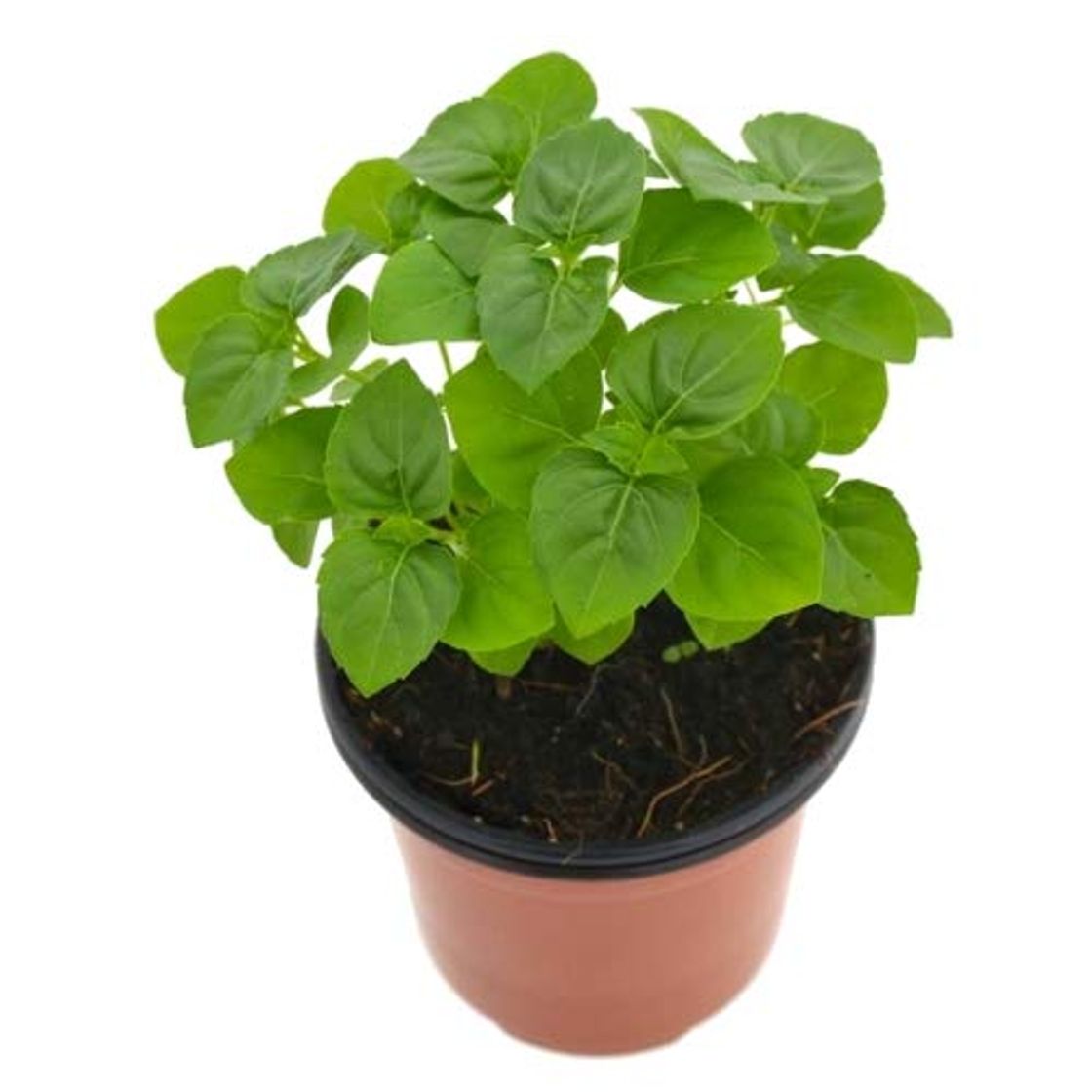 Producto Albahaca Perenne 10cm Ocimum Gratissimum Albahaca de Clavo Planta Aromática y Culinaria