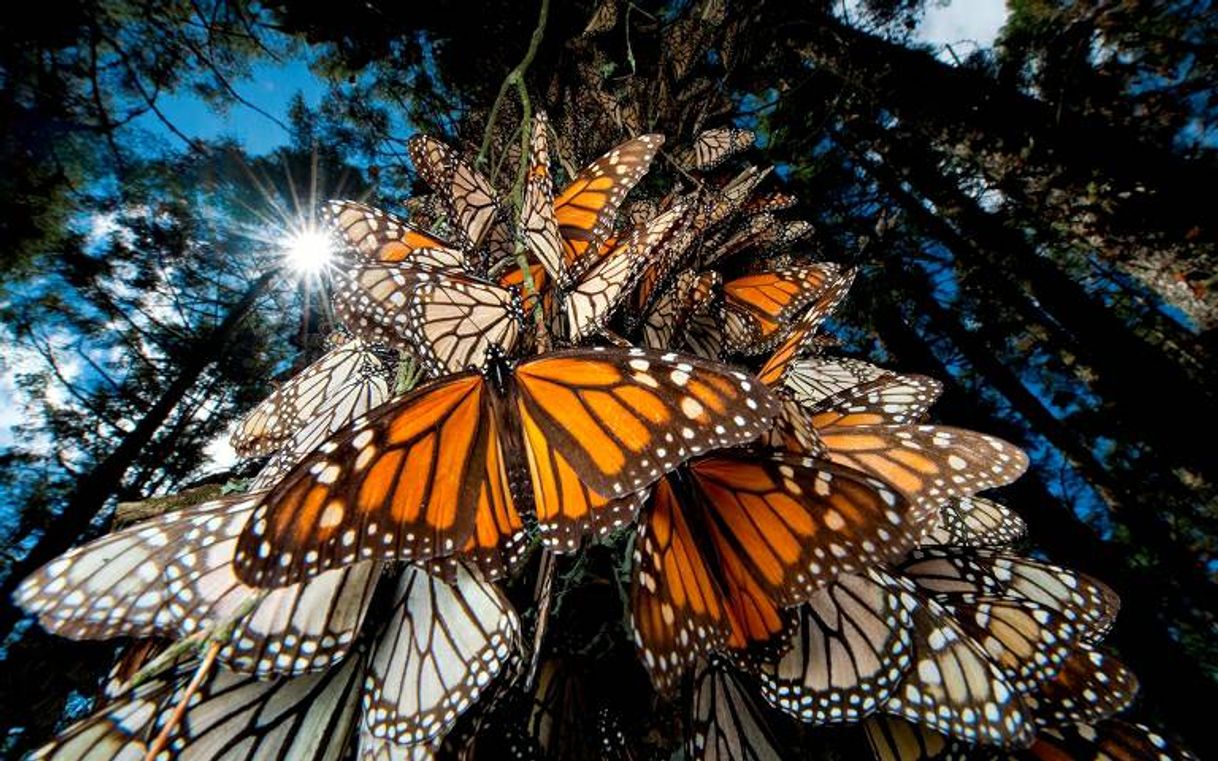 Lugar Santuario de la Mariposa Monarca "El Rosario"