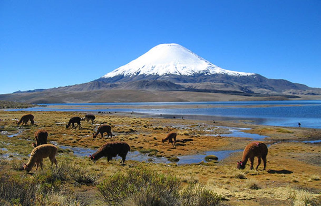 Lugar Parque Nacional Lauca