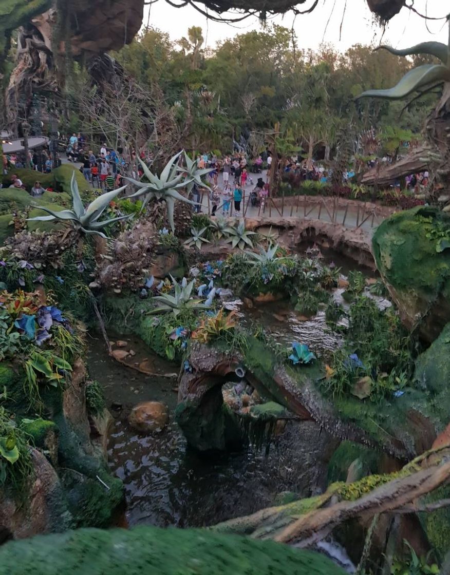 Place Animal Kingdom