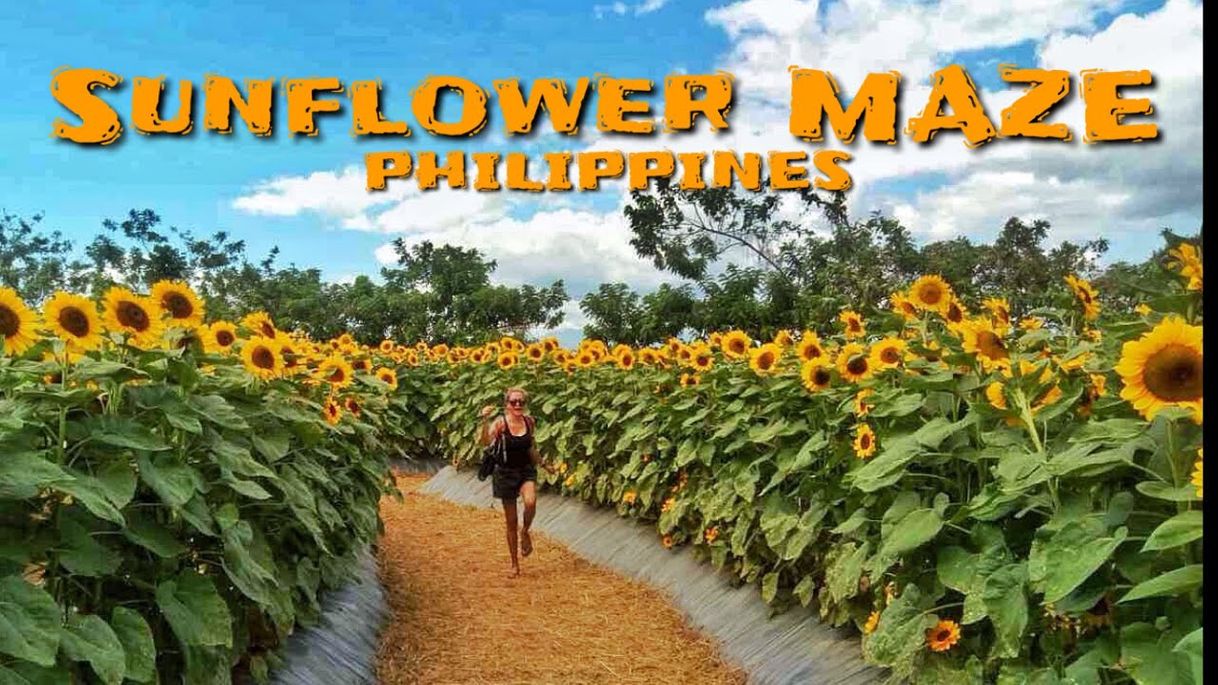 Lugar Sunflower Maze