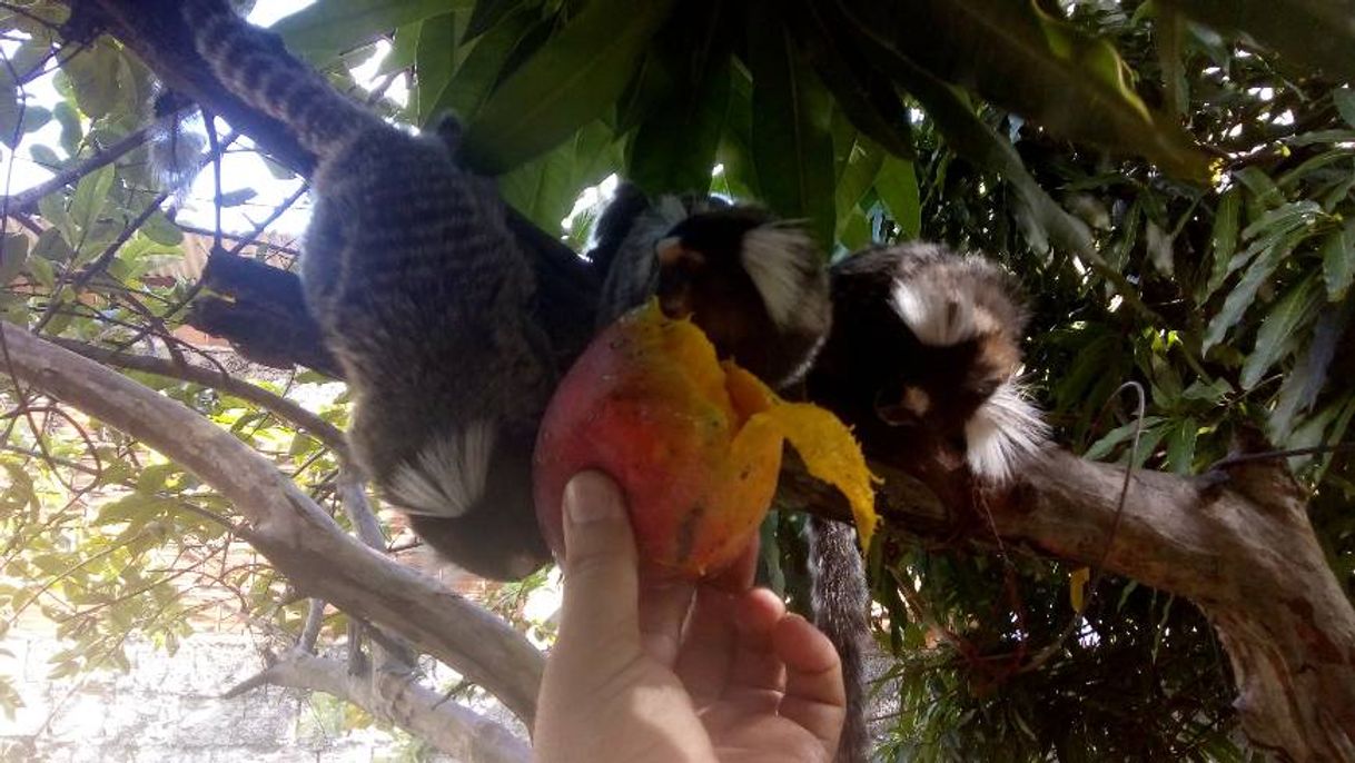 Social Saguim no quintal de casa.