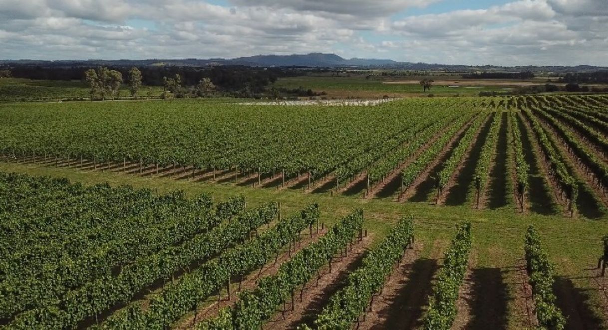 Lugar Yarra Valley Winery Tours