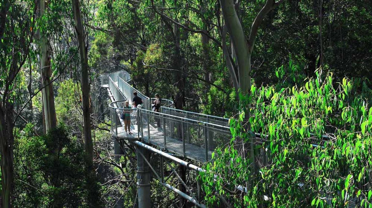 Lugar Otway Fly Treetop Adventures