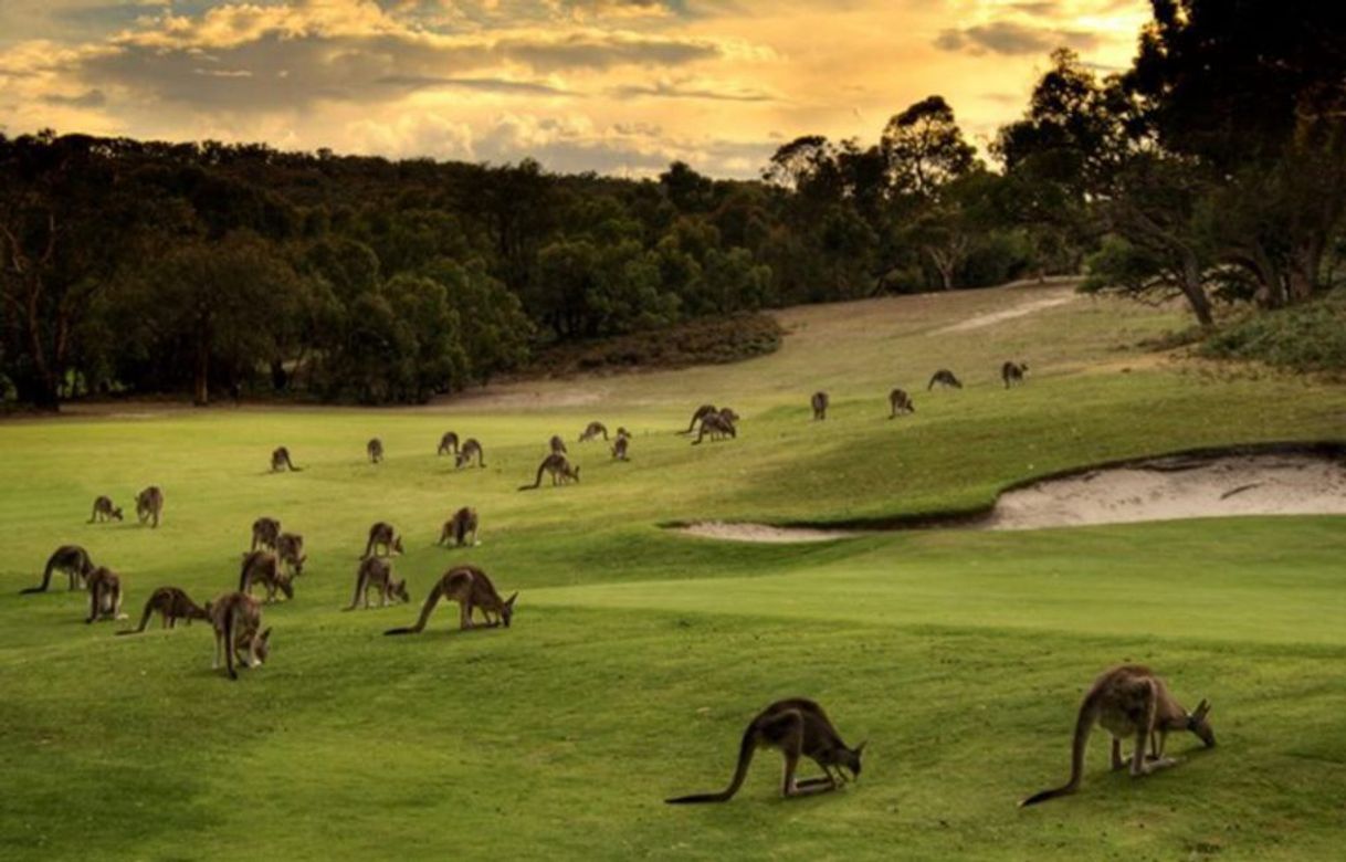 Lugar Anglesea Golf Club