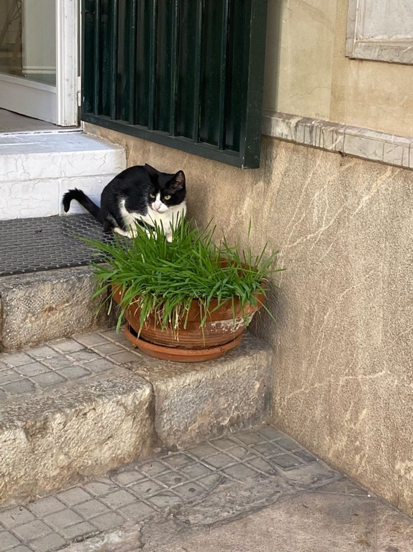 Restaurants El gato gordo