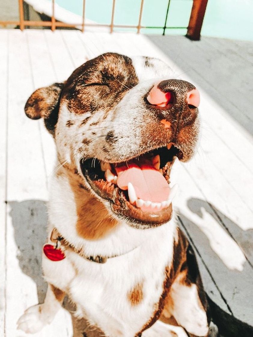 doggo