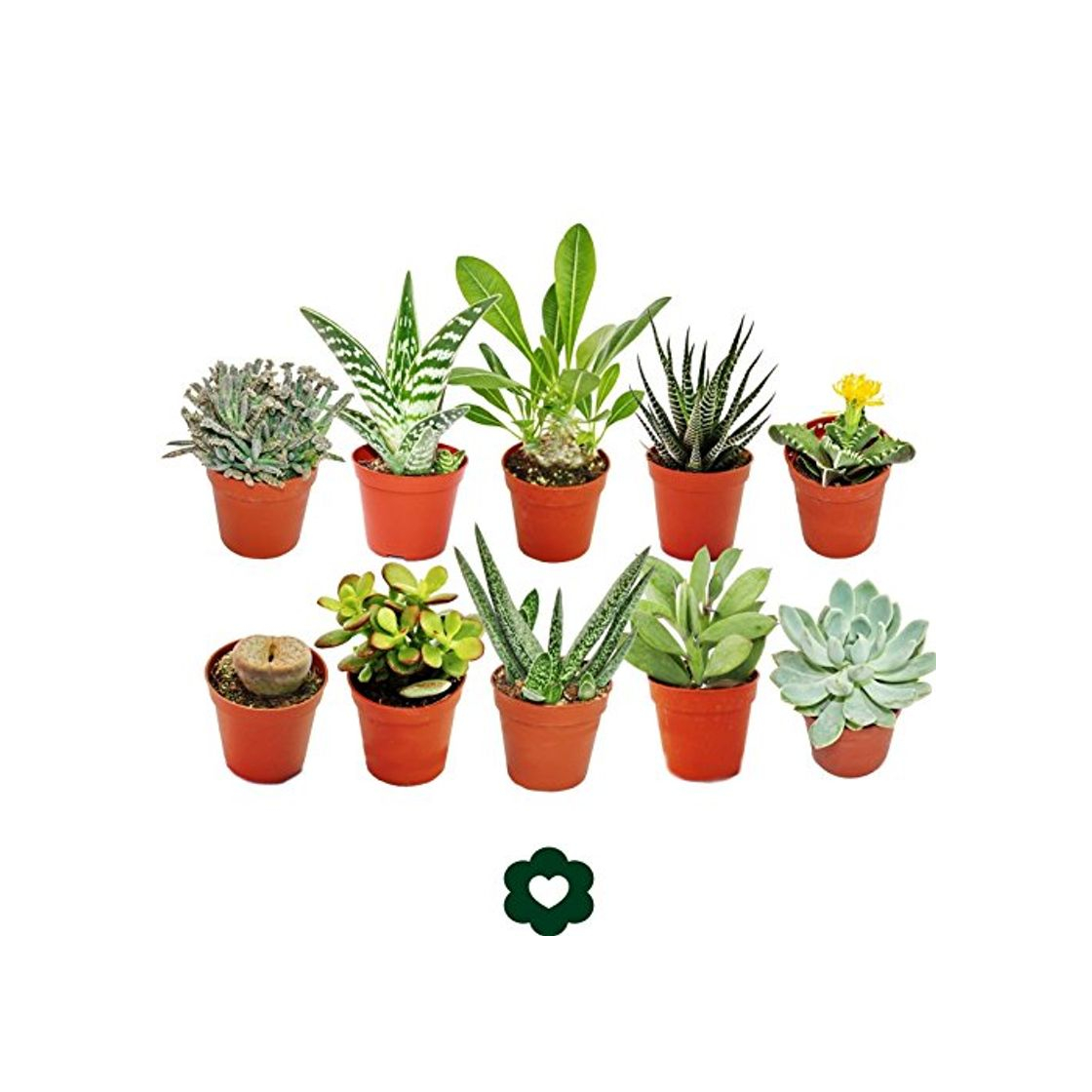 Producto Set of 10 different succulent plants - 5