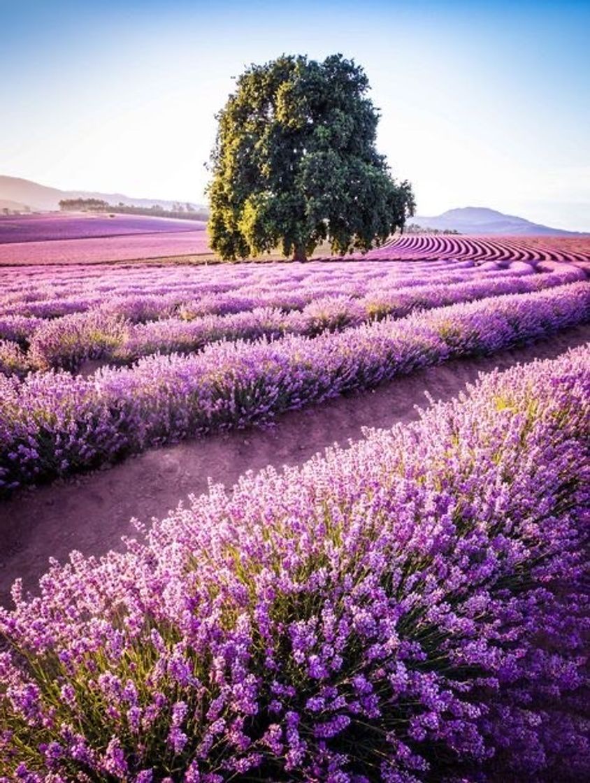 Place Bridestowe Lavender Farm