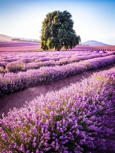 Bridestowe Lavender Farm