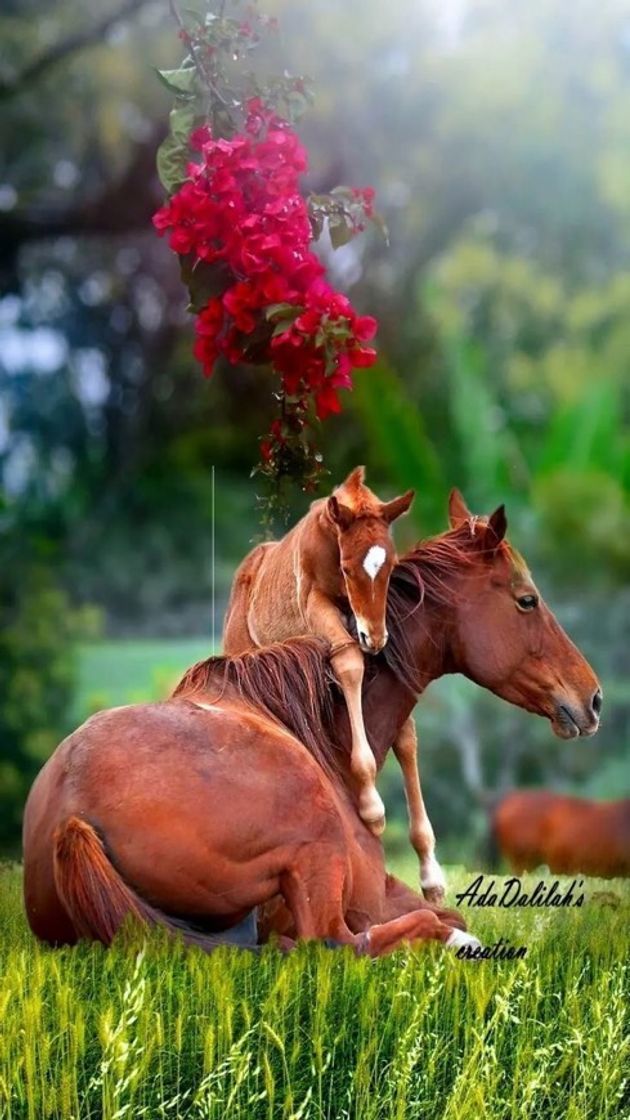 Fashion Lindos cavalos 🐎😍