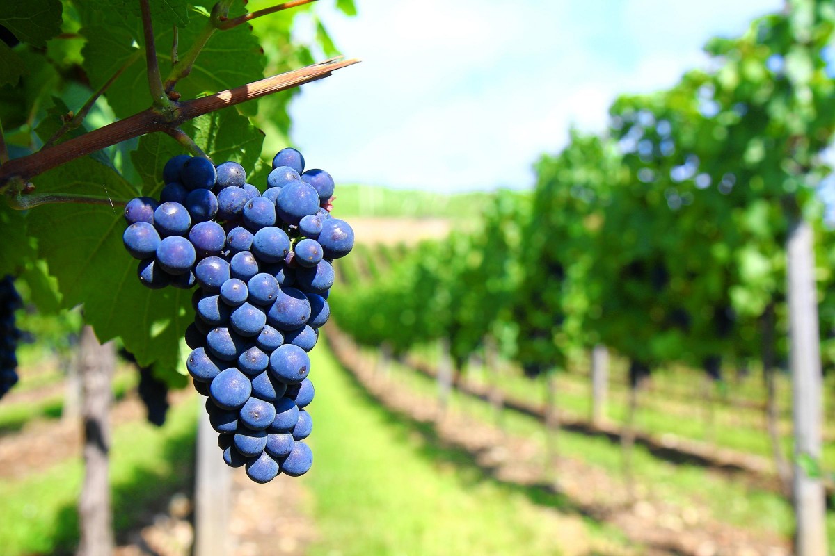 Lugar Ruta del Vino