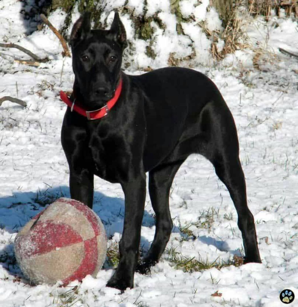 Moda La raza Cannis Panther, un perro que parece una pantera .