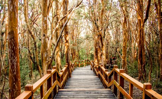 Parque Nacional Los Arrayanes