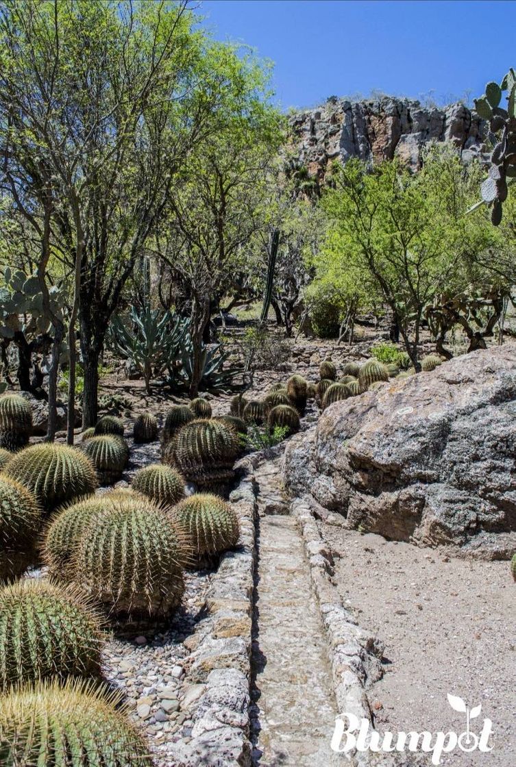 Place Jardín Botánico de Cadereyta