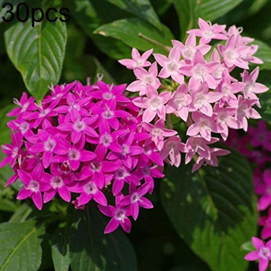 Uticon Semillas 30pcs Pentas Lanceolata Bonsai Planta De La Flor Yarda Del