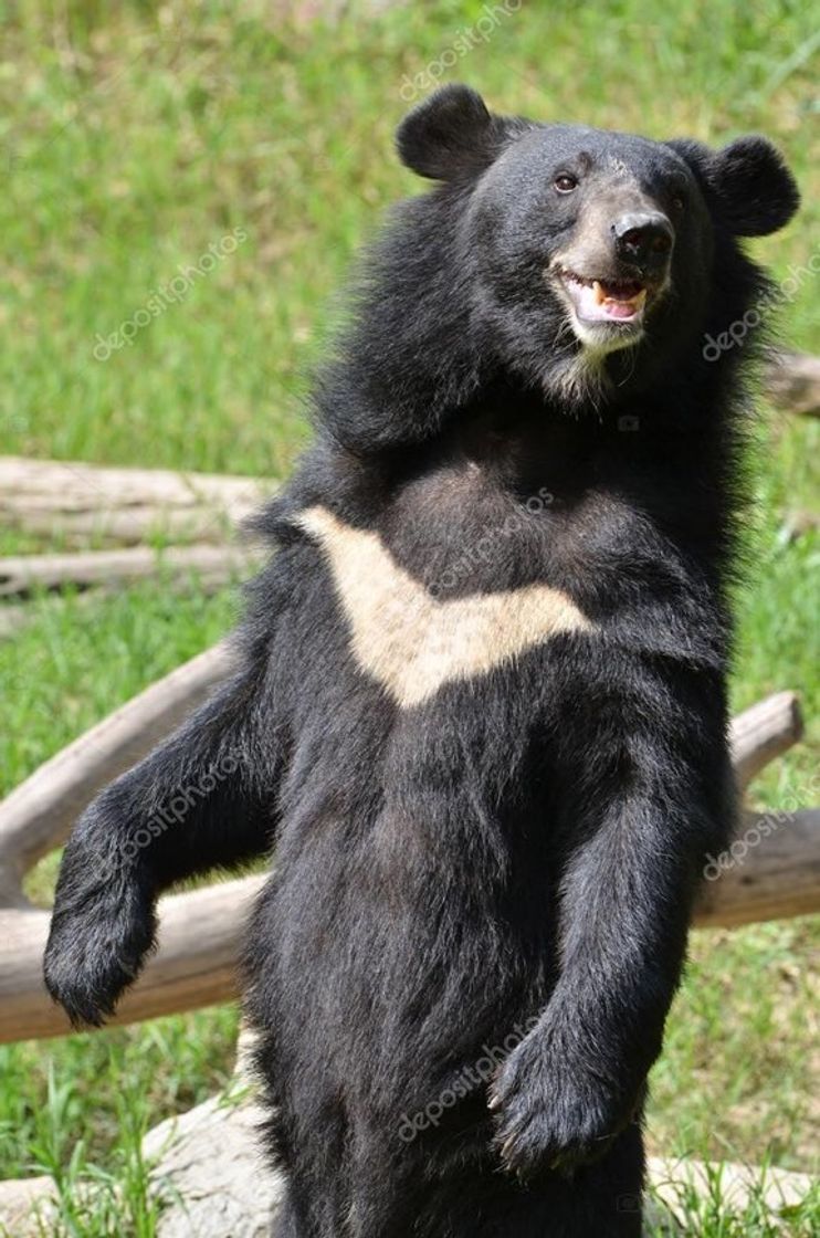 Fashion Urso-Negro