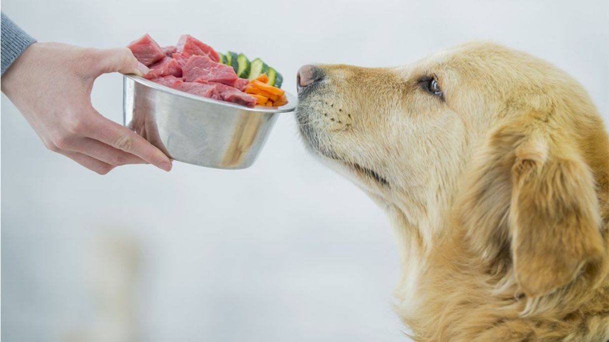 Moda alimenta a tu perro de forma más natural con estos alimentos