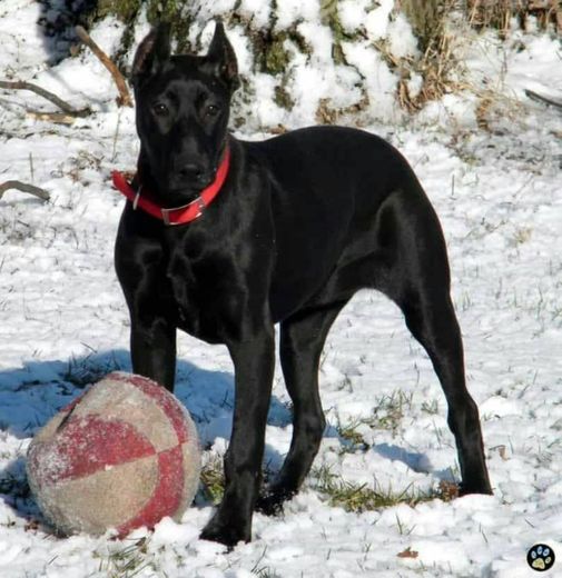 La raza Cannis Panther, un perro que parece una pantera .