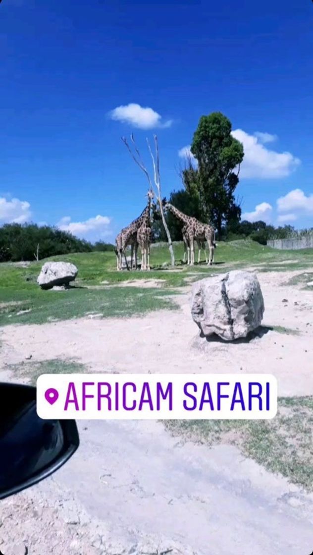 Lugar Africam Safari