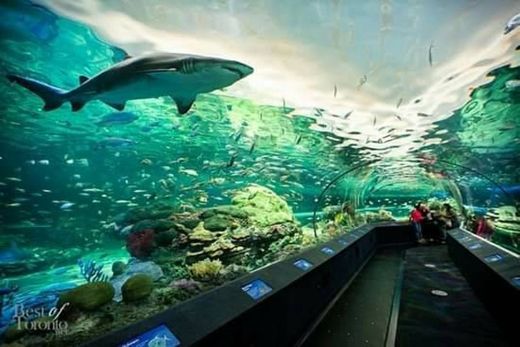 Ripley Aquarium
