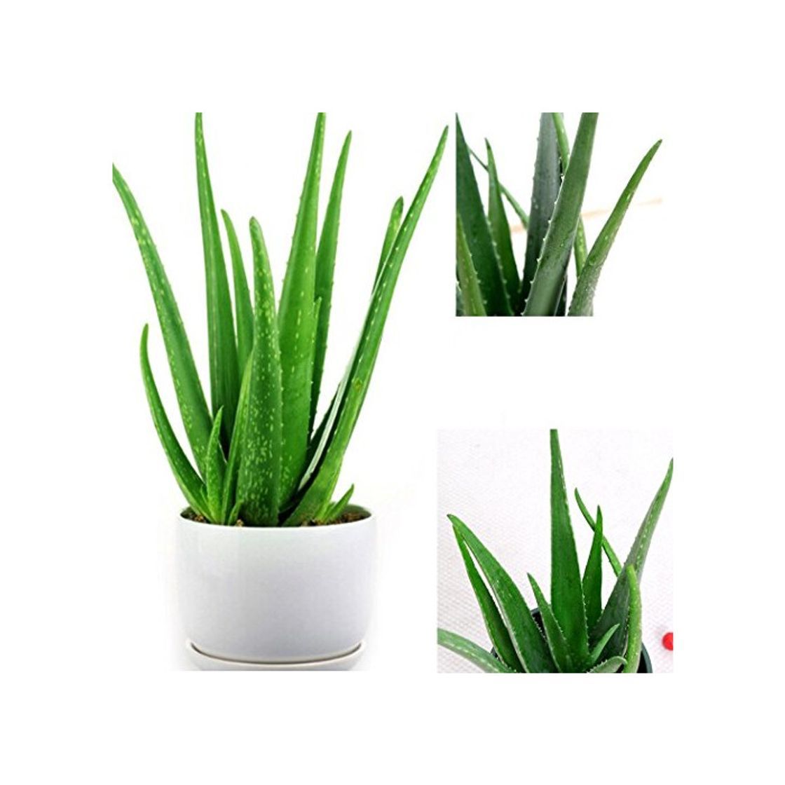 Social Ncient 100 Semillas Aloe Vera Semillas Raras Flores Raras de Plantas Bonsai