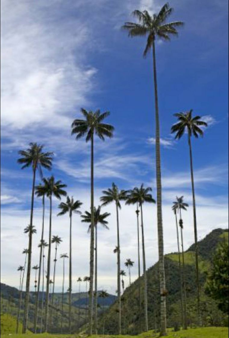 Restaurantes Valle Del Cocora