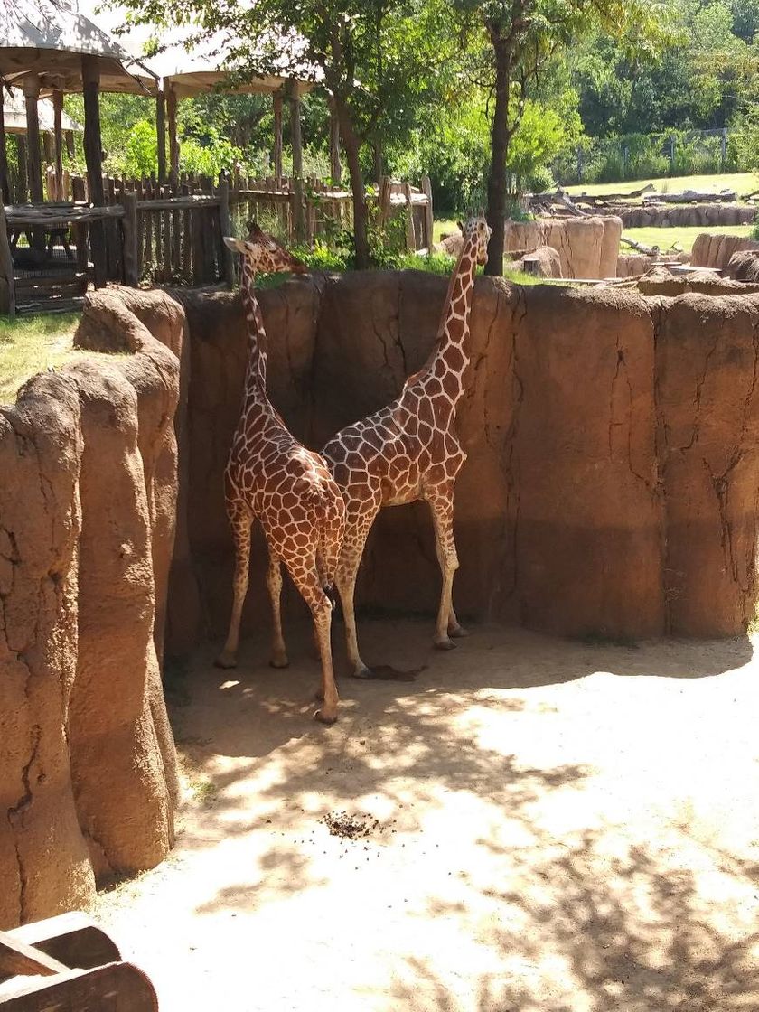 Lugar Zoo Dallas