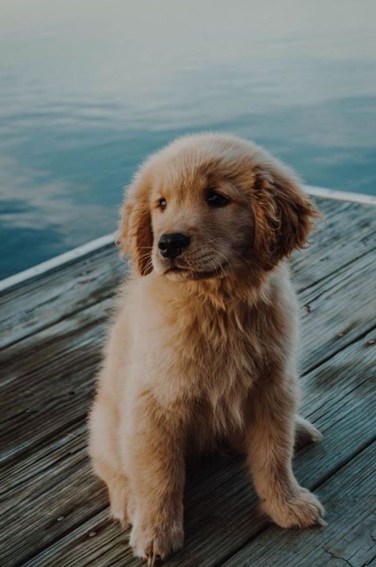 Fashion 🌼🦮🐾✨💫