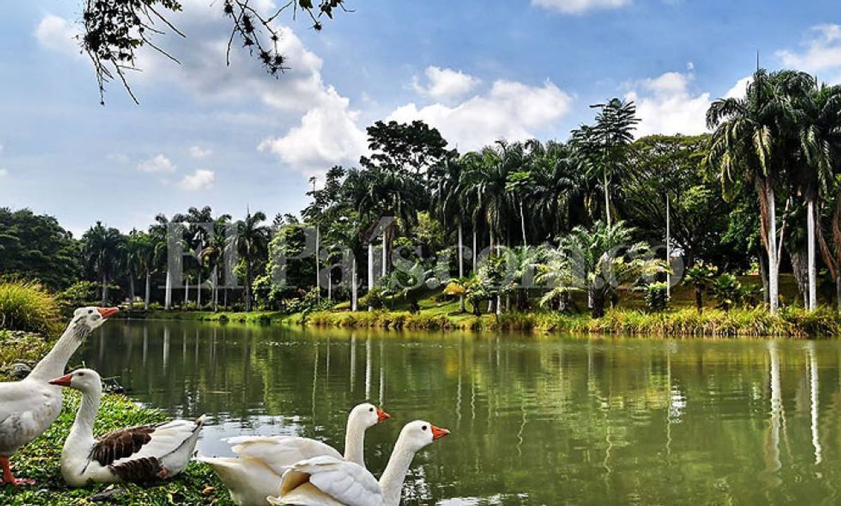 Place Lago de la Babilla - Cali, Colombia